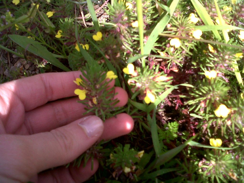 Ajuga chamaepitys